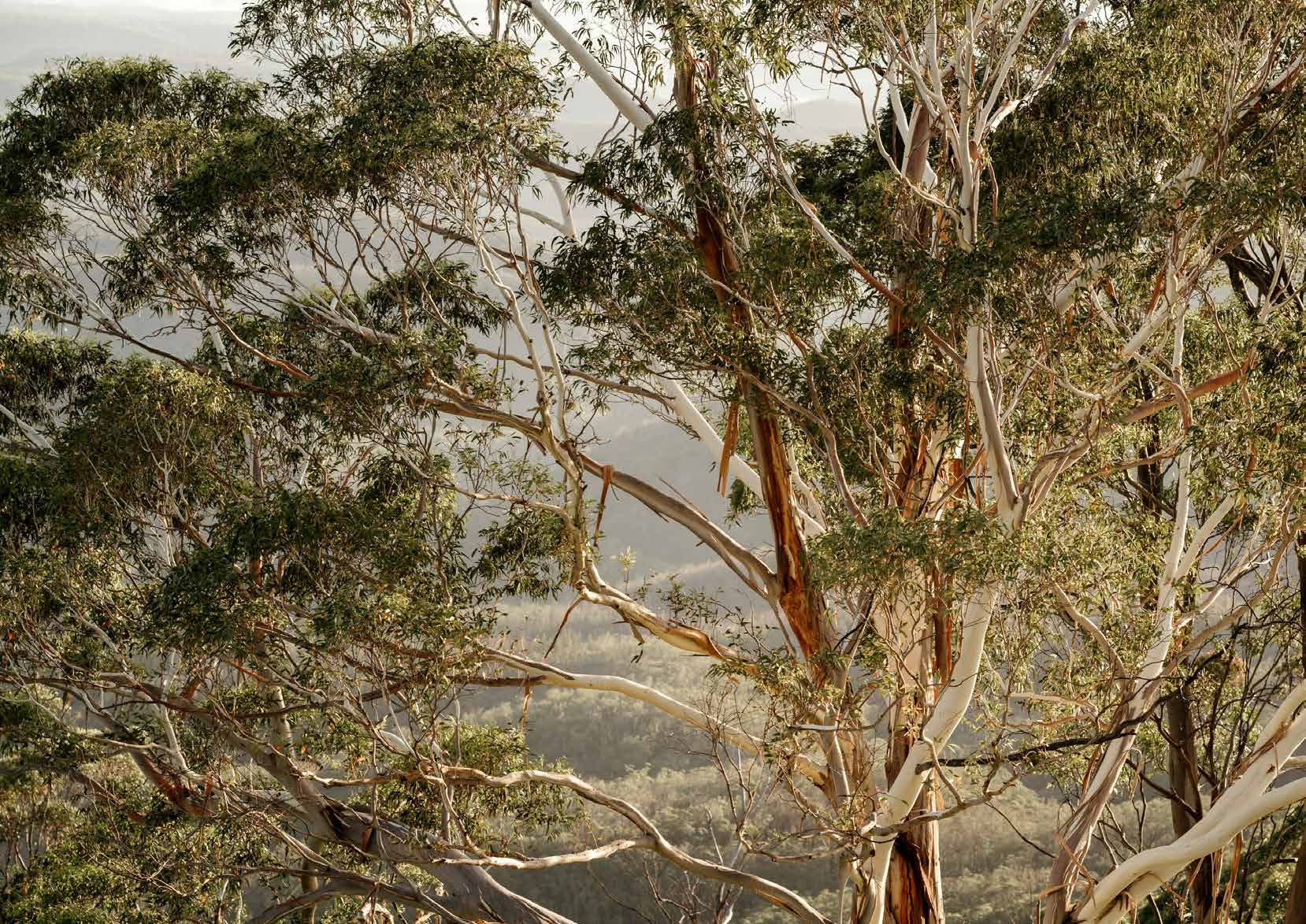 Eucalyptus canopy — Marrambi Estate, Kallangur QLD