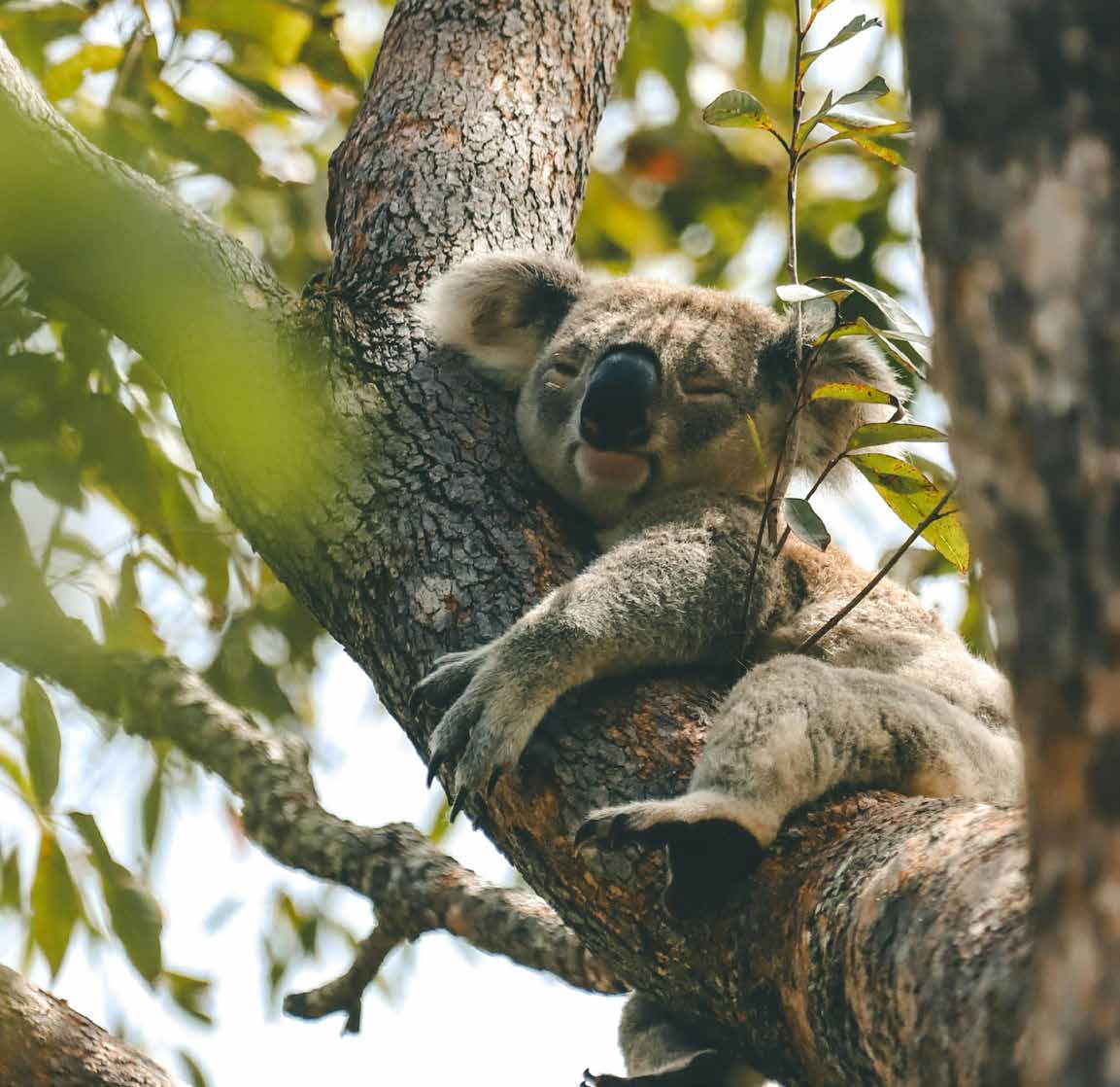 Protected koala reserve bordering Marrambi Estate